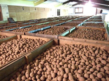 Potato Storage Facility